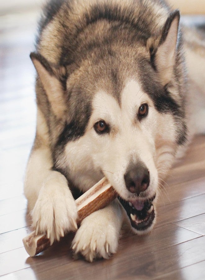 KONG Whole Antler Dog Chew – Durable Natural Elk & Deer Antlers for Strong Chewers - Naturally Shed, Long Lasting Chews (X-Small) - Image 2